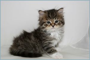 Male Siberian Kitten from Deedlebug Siberians